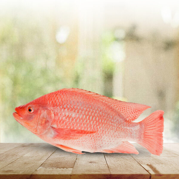 Tilapia Roja