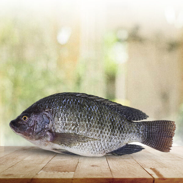 Tilapia Negra